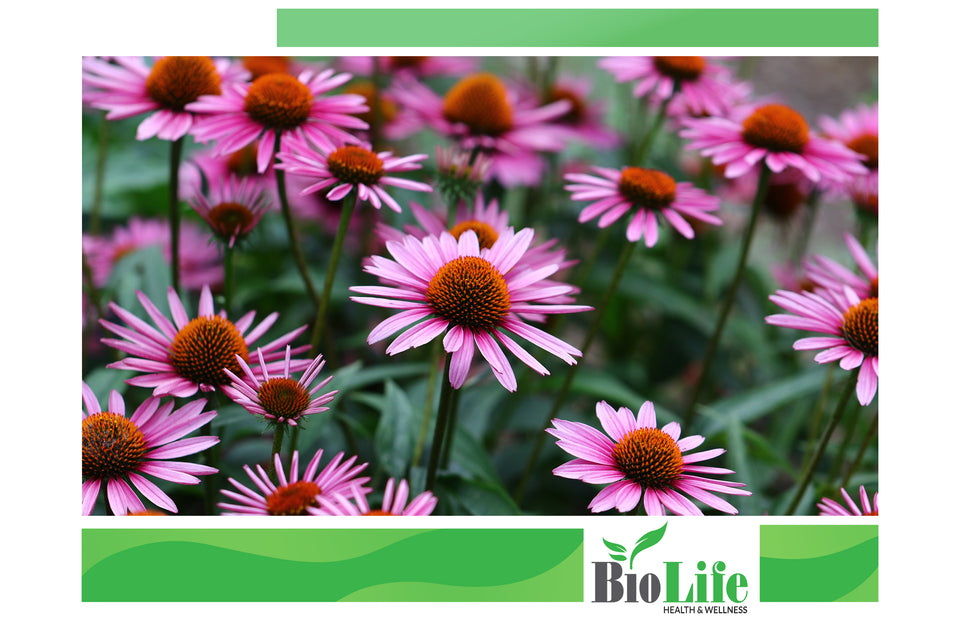 Health Benefits Of Echinacea To The Immune System