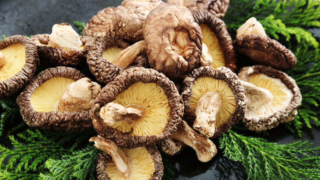 Small But Mighty: The Big Health Benefits of Mushrooms